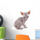 Sphynx kitten Wall Decal