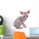 Sphynx kitten Wall Decal