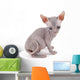Sphynx kitten Wall Decal
