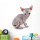 Sphynx kitten Wall Decal