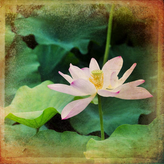Lotus 