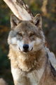 Grey Wolf - Canis Lupus 