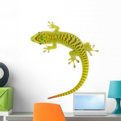 Madagascar Day Gecko White Wall Decal shown on a wall