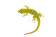 Madagascar day gecko on white background. Wall Decal