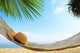 Among Palms Wall Decal