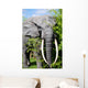 elephant Wall Mural