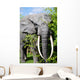elephant Wall Mural