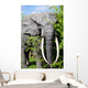 elephant Wall Mural