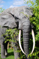 elephant Wall Mural