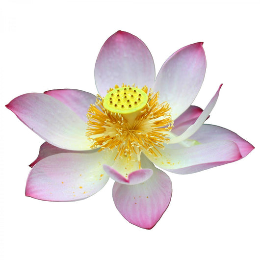 lotus flower head Wall Decal