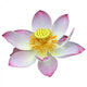lotus flower head Wall Decal