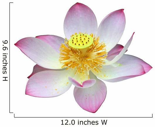 lotus flower head Wall Decal