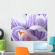 crocus macro Wall Mural