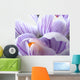 crocus macro Wall Mural