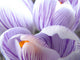 crocus macro Wall Mural