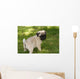 Baby Pug Puppy Looking Cute Wall Mural