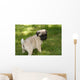 Baby Pug Puppy Looking Cute Wall Mural