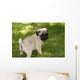 Baby Pug Puppy Looking Cute Wall Mural