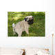 Baby Pug Puppy Looking Cute Wall Mural