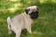 Baby Pug Puppy Looking Cute Wall Mural