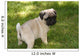 Baby Pug Puppy Looking Cute Wall Mural