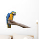 Closeup a beautiful macaw isolate on white background. 