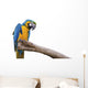 Closeup a beautiful macaw isolate on white background. 