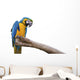 Closeup a beautiful macaw isolate on white background. 