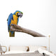 Closeup a beautiful macaw isolate on white background. 