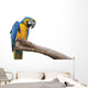 Closeup a beautiful macaw isolate on white background. 