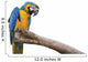 Closeup a beautiful macaw isolate on white background. 