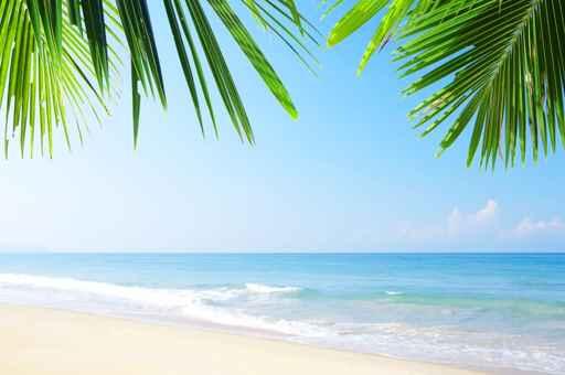 Tropic Site Wall Decal
