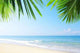 Tropic Site Wall Decal