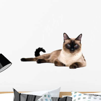 Siamese Cat Wall Decal shown on a wall