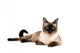Siamese cat Wall Decal