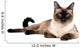Siamese cat Wall Decal