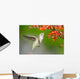 Annas Hummingbird feeding on Crocosmia Flowers Wall Mural