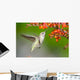 Annas Hummingbird feeding on Crocosmia Flowers Wall Mural