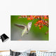 Annas Hummingbird feeding on Crocosmia Flowers Wall Mural