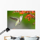 Annas Hummingbird feeding on Crocosmia Flowers Wall Mural