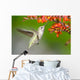 Annas Hummingbird feeding on Crocosmia Flowers Wall Mural