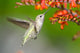 Annas Hummingbird feeding on Crocosmia Flowers Wall Mural
