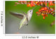 Annas Hummingbird feeding on Crocosmia Flowers Wall Mural