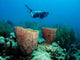 Diver Floating over Coral Wall Decal