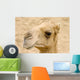 The Camel Wall Mural