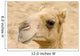 The Camel Wall Mural