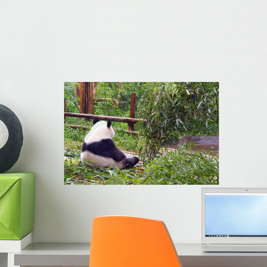 Bear in Morning Contemplation Wall Mural