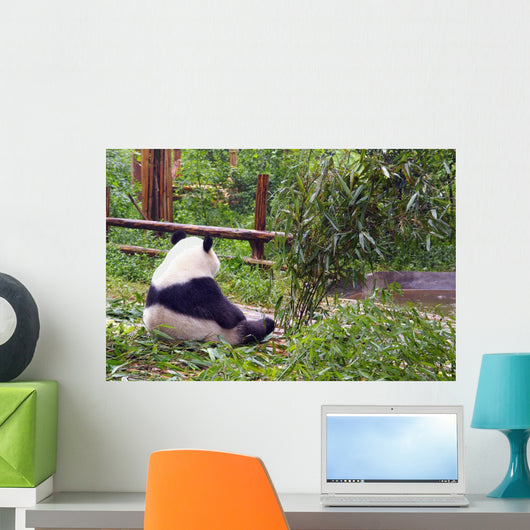 Bear in Morning Contemplation Wall Mural