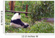 Bear in Morning Contemplation Wall Mural