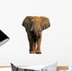 African elephant isolated on a white background 